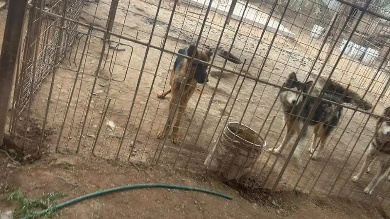 Perros en criadero clandestino